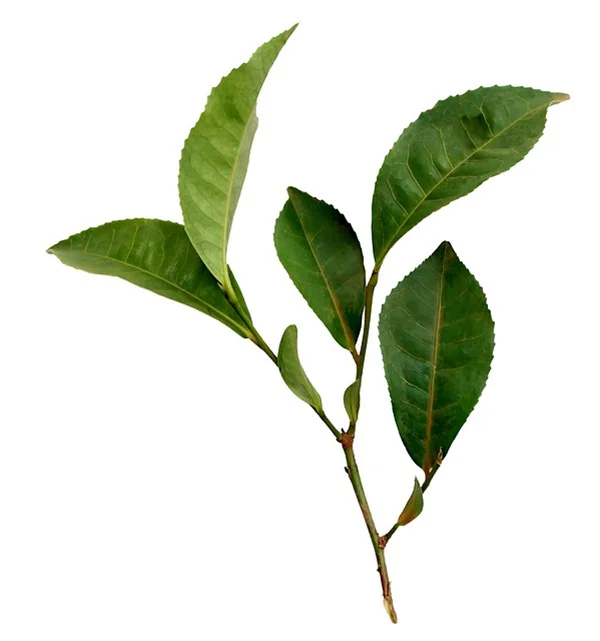 【獣医師監修】うさぎが食べてはいけない危険な植物一覧｜観葉植物・野草