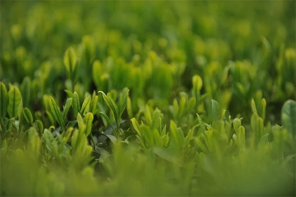 コンテナガーデニングの溢れ出る植物5選！見た目が一気にプロ級になる失敗しない選び方