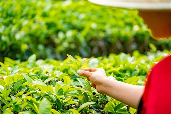 夏の庭、手間いらずで長く楽しめる観葉宿根草7選！私が実践するおすすめ品種