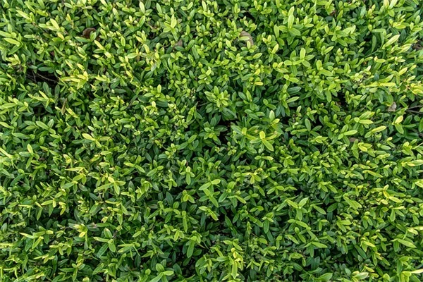 春の芝生管理で夏の芝生が激変！たった5ステップの方法